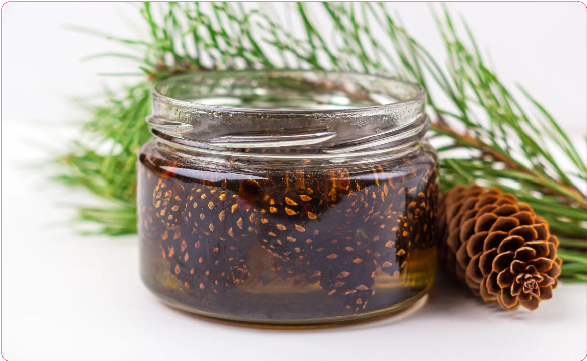 EXTRATO DE PINHO MARÍTIMO